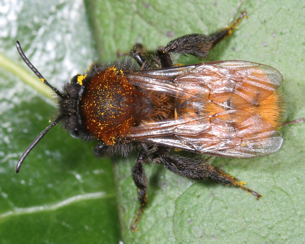 Andrena fulva BWARS